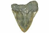 Fossil Megalodon Tooth - North Carolina #319909-2